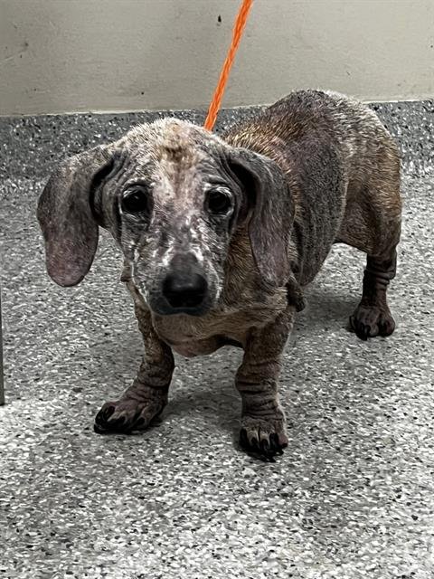 TULIP - Dachshund available for adoption