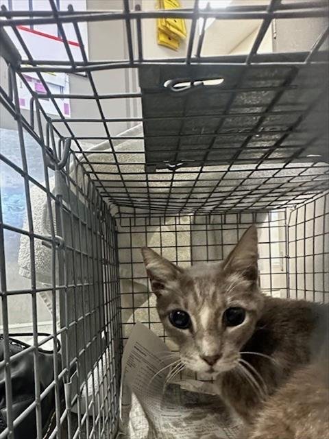 MOUSE - Domestic Short Hair available for adoption