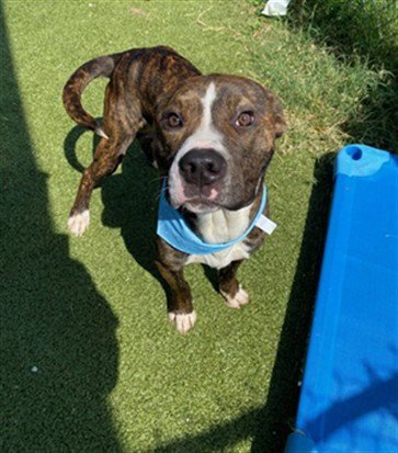 APOLO - American Pit Bull Terrier available for adoption