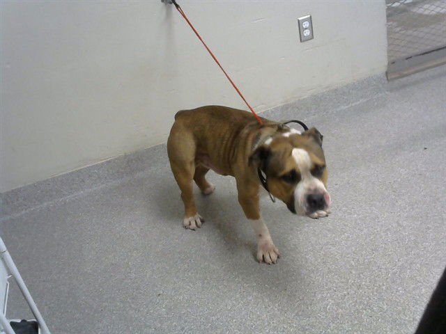 BARNEY - American Pit Bull Terrier available for adoption