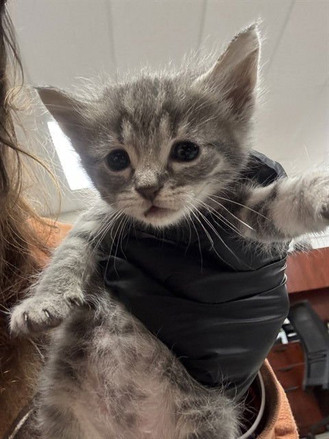 A183099 - Domestic Short Hair available for adoption