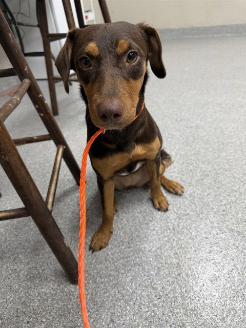 A188665 - Doberman Pinscher available for adoption