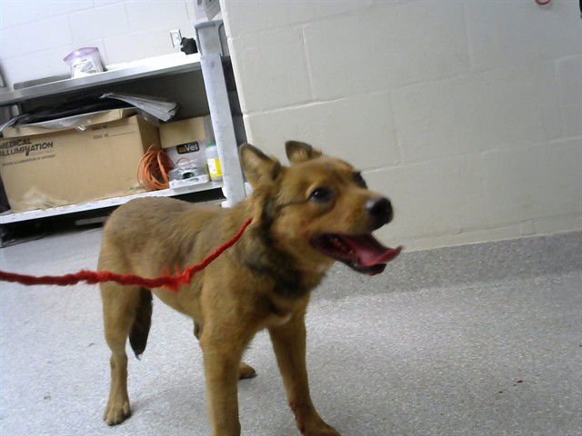 TURBO - Australian Kelpie available for adoption