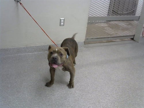 BONNIE - Staffordshire Bull Terrier available for adoption