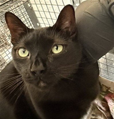 PANCHO - Domestic Short Hair available for adoption