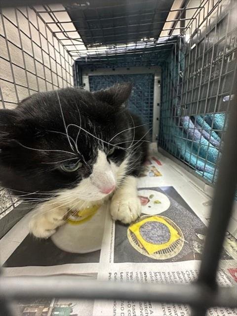 ELLIOT - Domestic Long Hair available for adoption