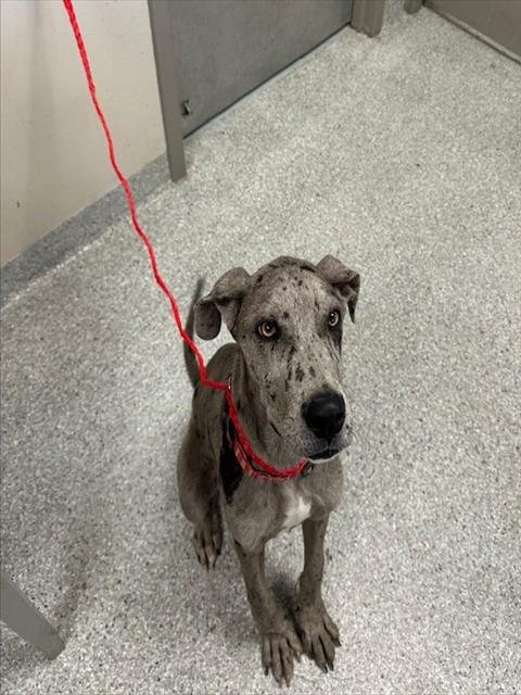 FINN - Great Dane available for adoption