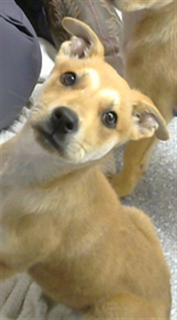 LUKE - Carolina Dog available for adoption