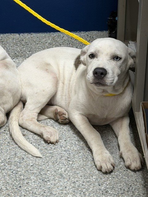 A187231 - American Pit Bull Terrier available for adoption