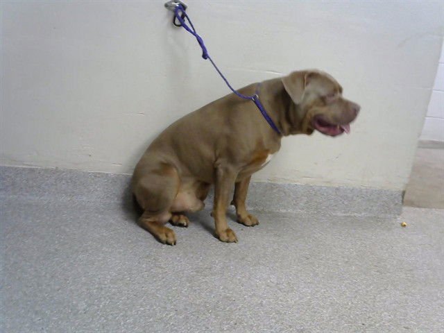 WICK - American Pit Bull Terrier available for adoption