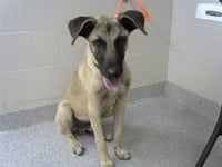 SCOOBA STEVE - Photo 1