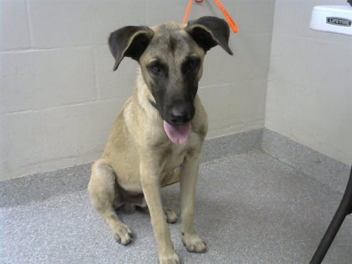 SCOOBA STEVE - Labrador Retriever available for adoption