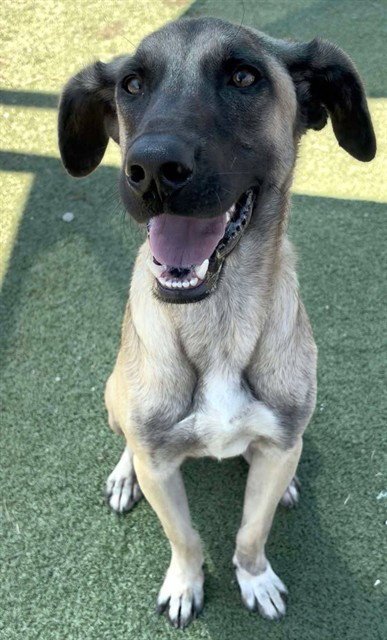 SCOOBA STEVE - Labrador Retriever available for adoption