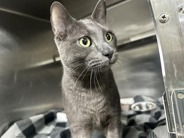 MORE - Domestic Short Hair available for adoption