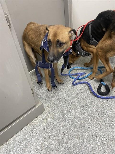 REX - German Shepherd Dog available for adoption