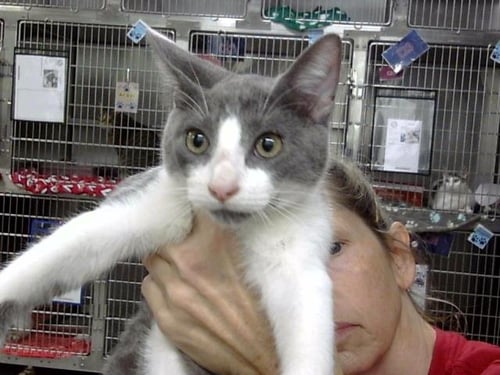 A187847 - Domestic Short Hair available for adoption