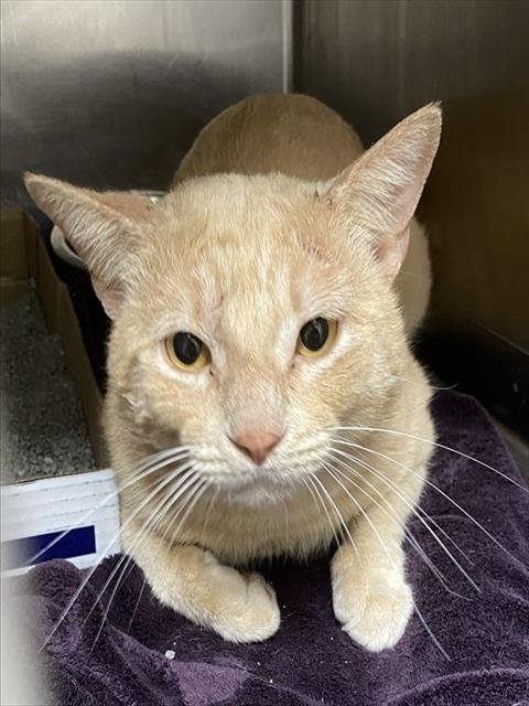 MORRIS - Domestic Short Hair available for adoption