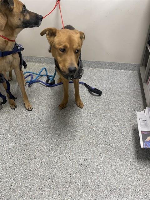 JERRY LEE - Black and Tan Coonhound available for adoption