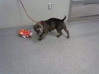CANELA - Photo 1