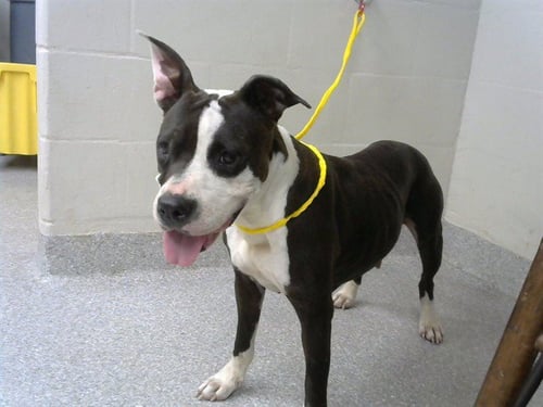 ANGEL - American Pit Bull Terrier available for adoption