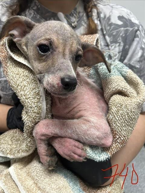 A183740 - Chihuahua available for adoption