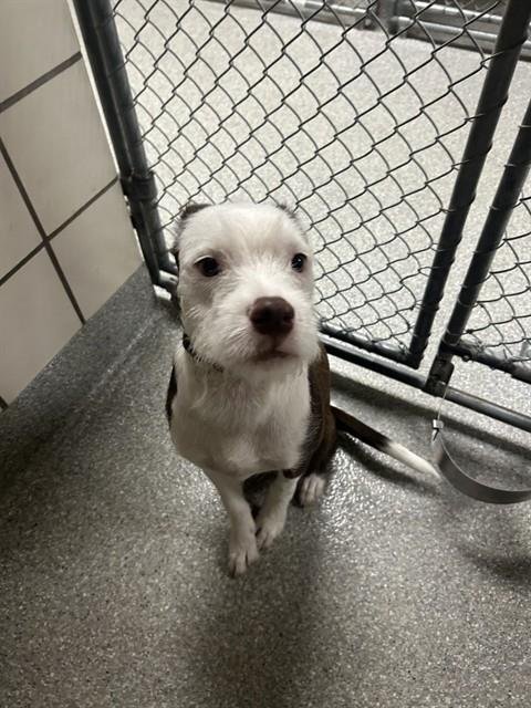 A187762