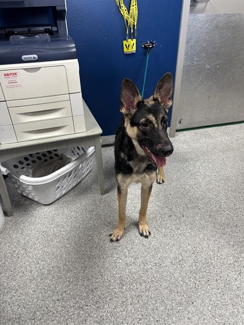 A188130 - German Shepherd Dog available for adoption