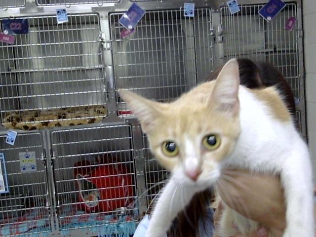 CUPCAKE - Domestic Short Hair available for adoption