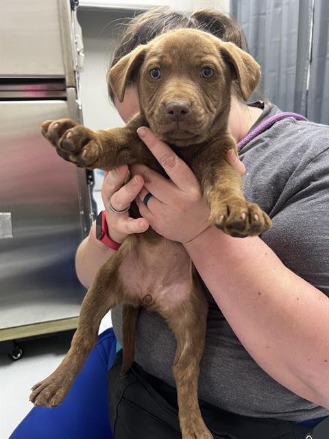 DIAMOND - Labrador Retriever / Rottweiler available for adoption