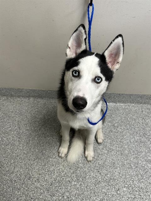 BLU - Siberian Husky available for adoption