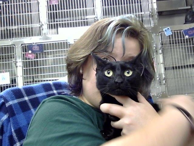 CLEOPATRA - Domestic Short Hair available for adoption