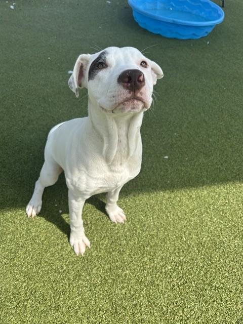 SEBASTIAN - Staffordshire Bull Terrier available for adoption