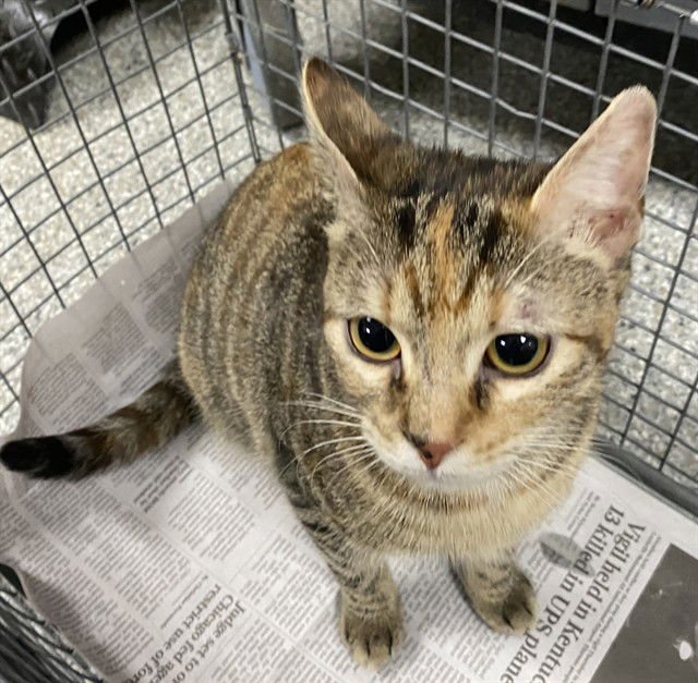 DAISY - Domestic Medium Hair available for adoption