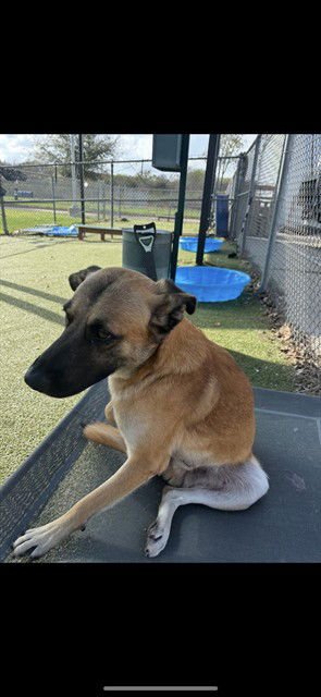 ITCHY - German Shepherd Dog available for adoption