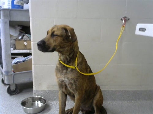 A186682 - German Shepherd Dog available for adoption