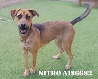 NITRO - Photo 1