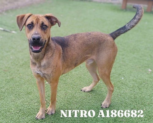 NITRO - German Shepherd Dog available for adoption