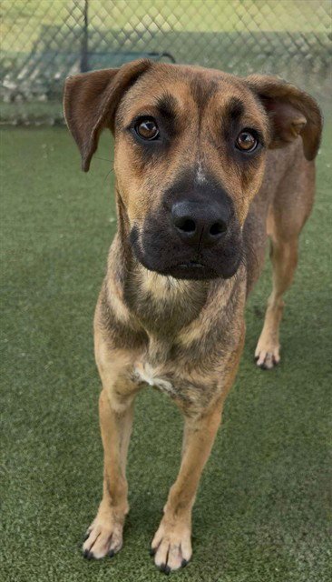 NITRO - German Shepherd Dog for adoption in Pasadena