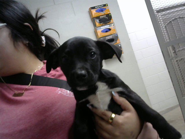 JULIAN - Belgian Shepherd Malinois / Labrador Retriever available for adoption