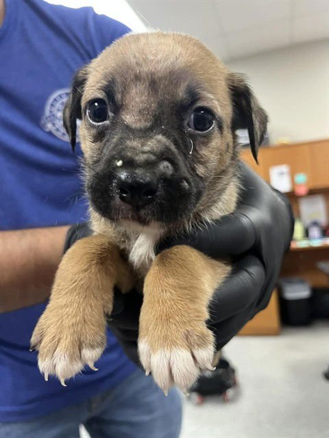 MYRTLE - Cairn Terrier available for adoption