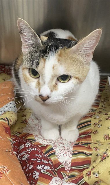 TRUDY - Domestic Short Hair available for adoption