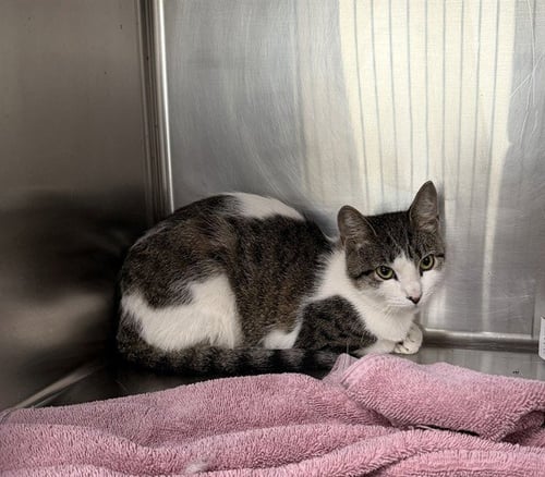 SCRUMP - Domestic Short Hair available for adoption