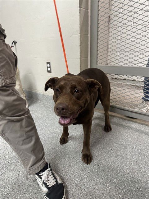 MECHITAS - American Pit Bull Terrier / Labrador Retriever available for adoption