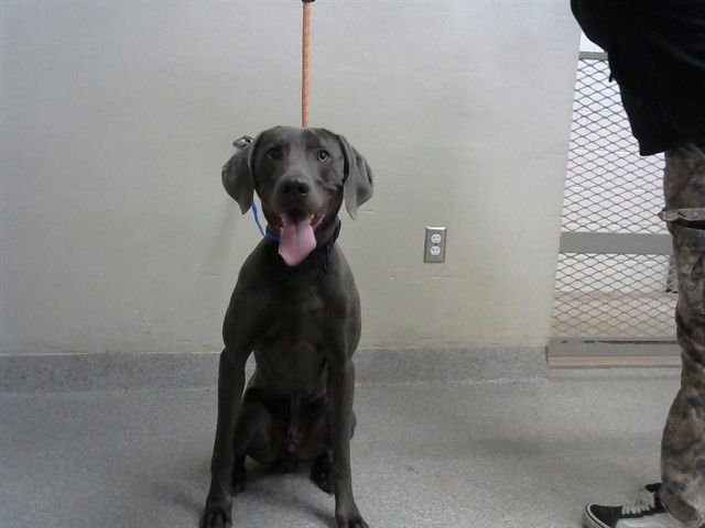 CHASE - Weimaraner available for adoption