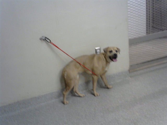 BELL - Staffordshire Bull Terrier available for adoption