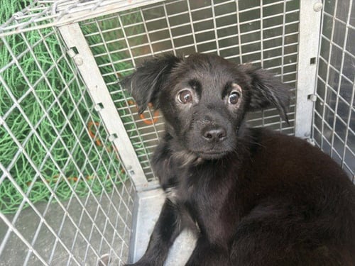 A186865 - Chihuahua available for adoption