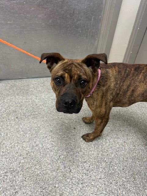 SIENNA - American Pit Bull Terrier / Boxer available for adoption