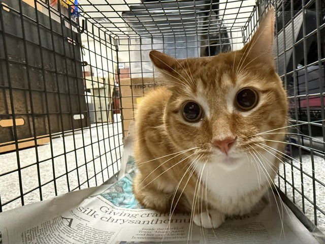 SORA - Domestic Short Hair available for adoption