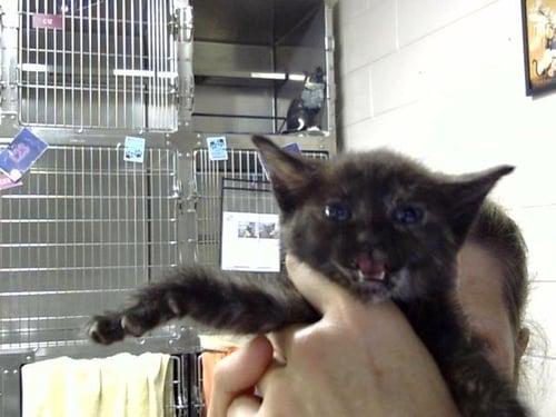 A186371 - Domestic Short Hair for adoption in Pasadena