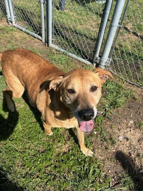 MOLLY - Labrador Retriever available for adoption